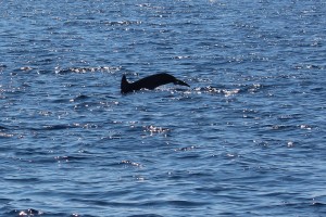 Dolphins